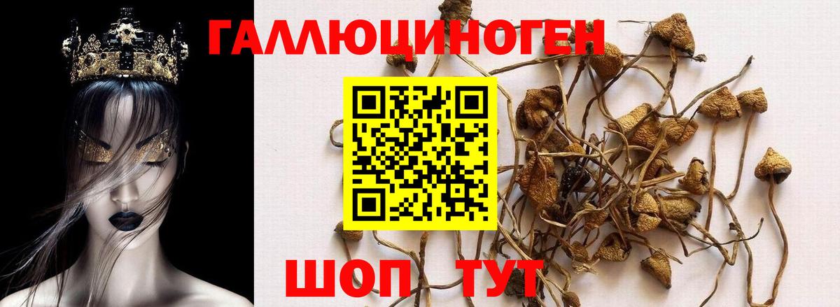 Галлюциногенные грибы Cubensis Бор